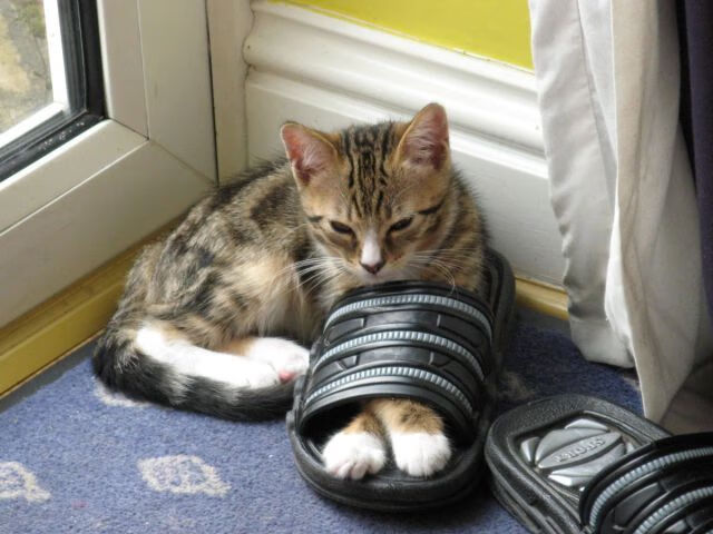 巴黎奥运会资格系列赛设有自由式小轮车、霹雳舞、滑板和攀岩四个项目。